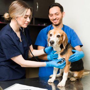 Happy veterinarian woman using a stethoscope to listen to the heart of a cute beagle dog. Caucasian vet and hispanic man examining a sick pet